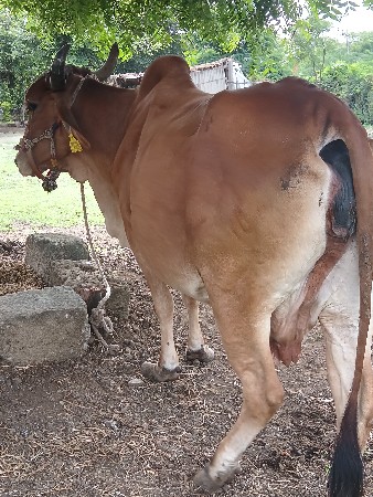 ગાય વેચવાની છે