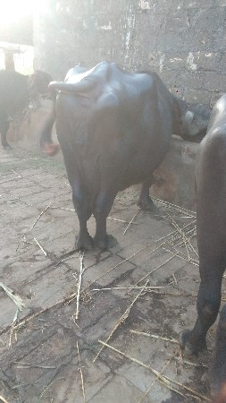 ભેંસ વેચવાની છે