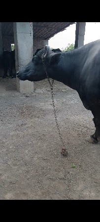 પ્યોર બંની નસલ ની ભેસ છે