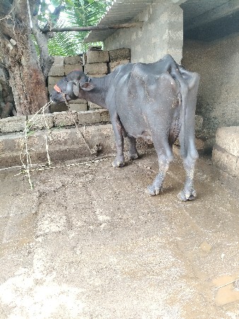 ભેંસ વેચવાની છે