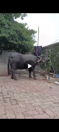 ભેંસ વેસવાની સે