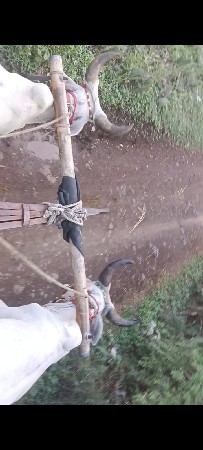 ગાડીયે સાલૂ સાતીય સાલુ
