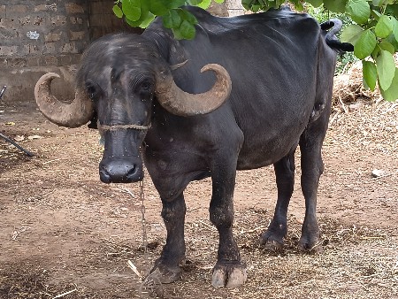 બીજું ર બે મહિના વીયાણલ 5 5