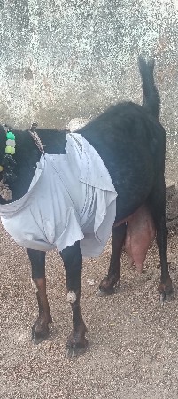 બકરી.વેચવાની.છે