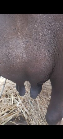 3 vetar
