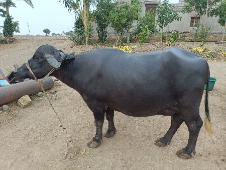 ભેંસ વેચવાની છે