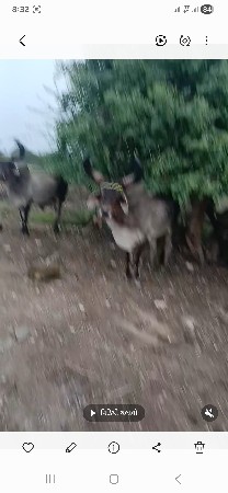 વેસવા