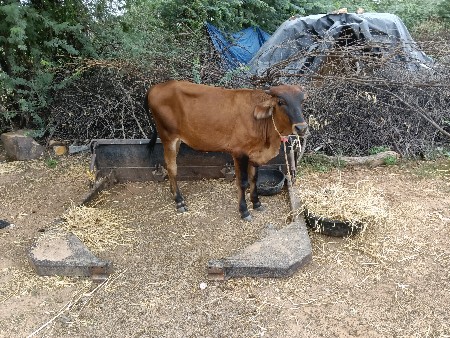 વેચવાની છે