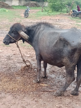 વેચવાની છે
