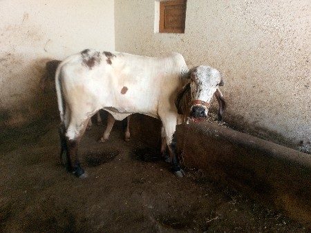 ગીર હોડકી વેચવાની છે 20 મહિનાની
