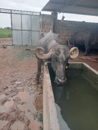 ભૅશ વૅચવાની છે