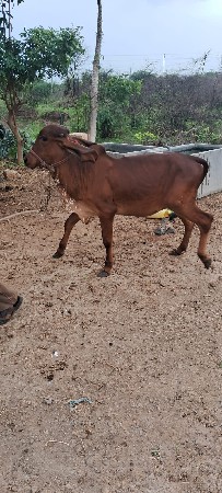 જોવા માટે