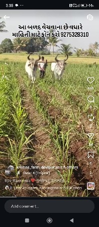 બળદ