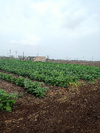 જેઢ મહિના 3/4 વિઘાનું  બકાલુ થા