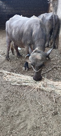 ભેંસ વેચવાની છે