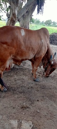 પાચમુ વેતર છે