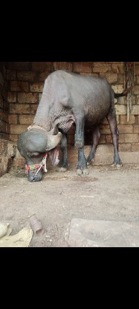 આ પાડો વેચવાનો છે