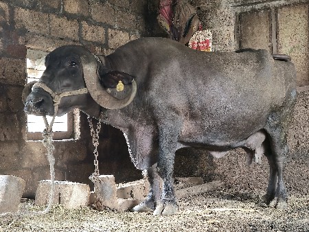 ભેંસ વેચવાની છે,