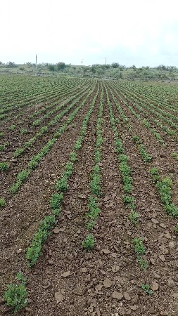 જમીન વેચવાની છે.
