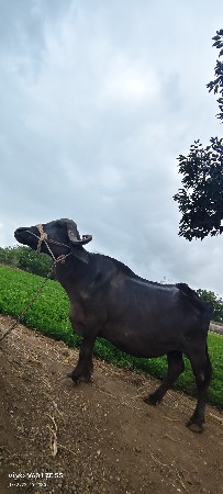 khadeli vechvani che