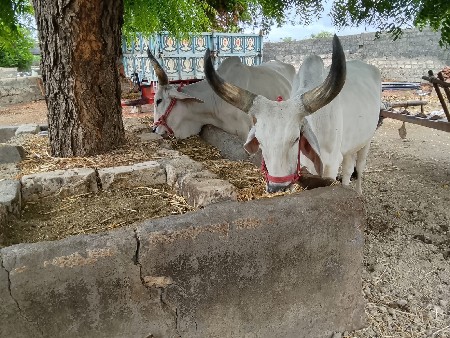 ગોઢલા વેચવાના છે