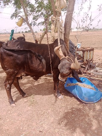 વેચવાની છે.