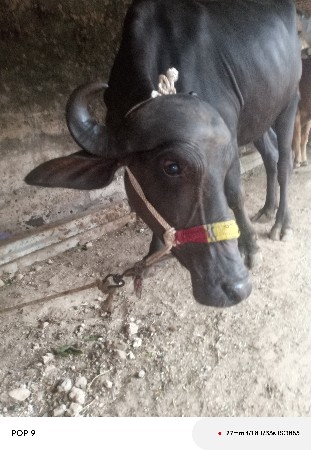 ભેંસ વેચવાની છે