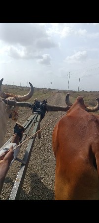 આ ગોદલા બધી જવાબદારી થી વેચવાના ખોટ