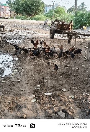 દેસી મુરઘા