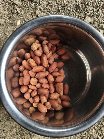 મગફળી જી-20