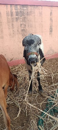 ખુટ