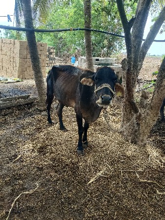 ગાયવેશવાનીસે