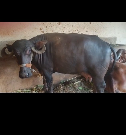 ભેસ