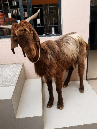 dudh ni bakari