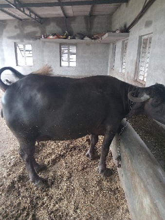 ભેંસ વેચવાની છે