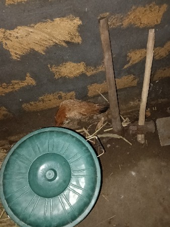 મરઘાં બે વેસવાના છે