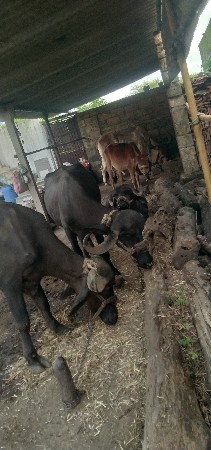 ખાડેલા