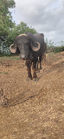 પાડો વેસવાનોછે