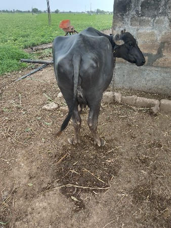 ભેંશ વેચવા ની સે
