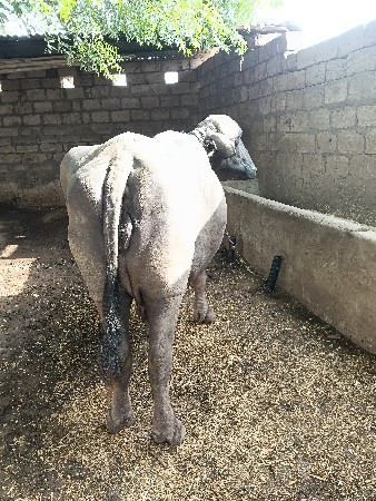 ભેંસ લેવાની છે