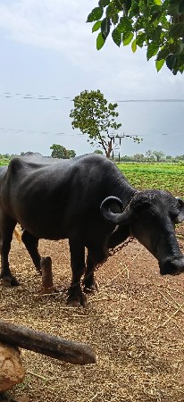 પેલું વેતર ખડેલી વેચવાની
