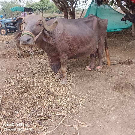 ભેંસ વેચવાની છે