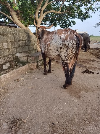 ગીર ક્રોસ ગાય વેશવાની છે