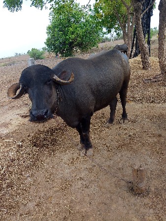 bhesh vechvani che