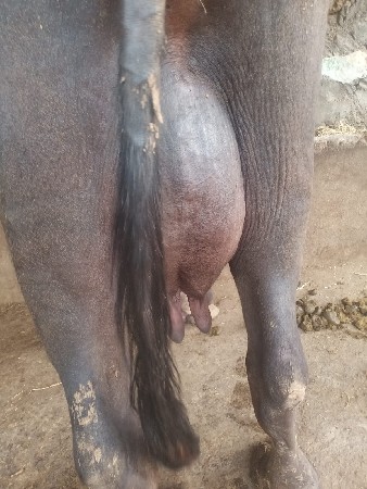 ભેંશ વેચવાની છે
