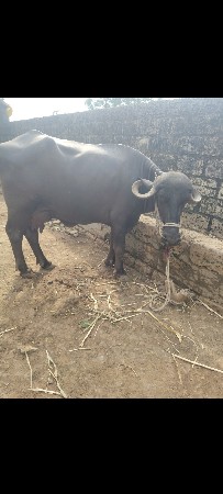 ભૈસ વૈસવા ની