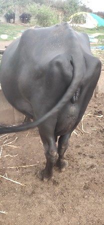 ભેંસ વેચવાની છે