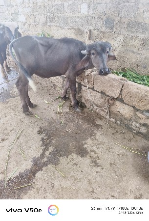 પાડો દેવાનું છે
