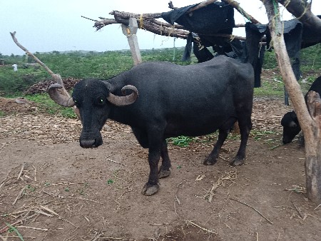 2 મહીના ની વાર છે