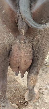 વેચવાની